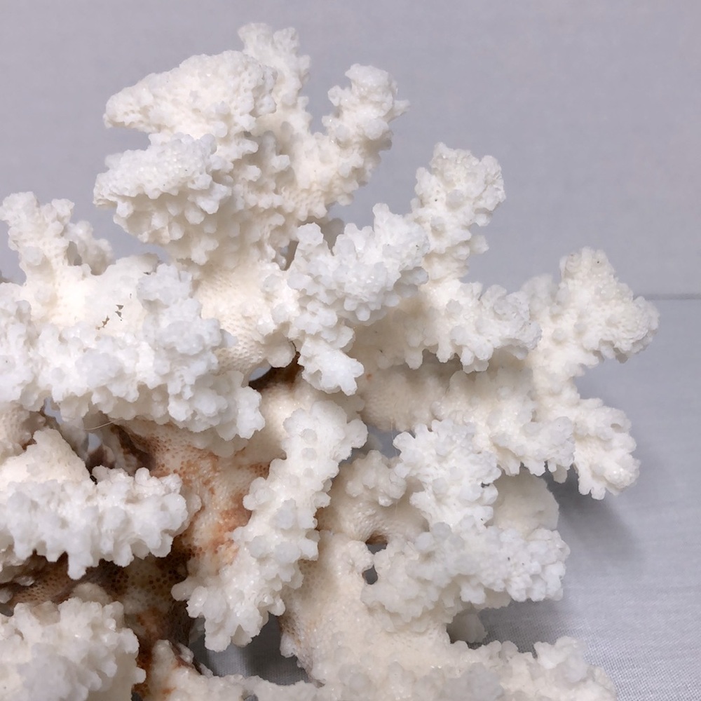 SEA CORAL TREE - Picture 3 of 8